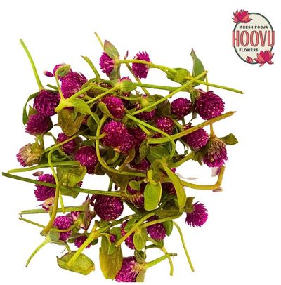 Hoovu Fresh Rudrakshi
