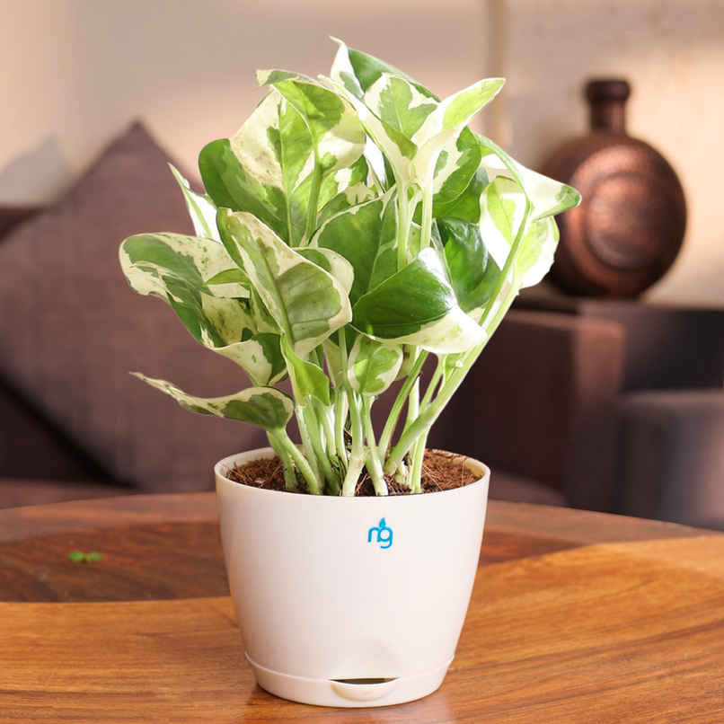 Nurturing Green - Air Purifying Njoy Money Plant in Self-Watering Ivory Pot (Size: 8 x 6.5 cm)