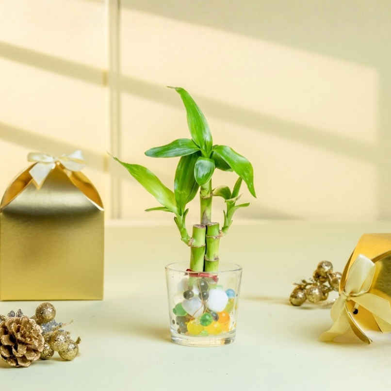 Nurturing Green - Lucky Bamboo Plant (3-Stems) in Glass Pot (6cm x 6cm) | Good Luck Plant Gift Nurturing Green - Lucky Bamboo Plant (3-Stems) in Glass Pot (6cm x 6cm) | Good Luck Plant Gift