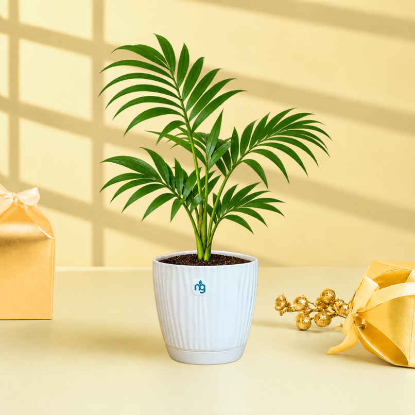 Nurturing Green Chamaedorea Palm Plant in Self-Watering Pot | Gifting & Decor Nurturing Green Chamaedorea Palm Plant in Self-Watering Pot | Gifting & Decor