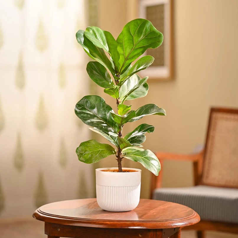 Ugaoo Fiddle Leaf Plant | Gifting & Decor Ugaoo Fiddle Leaf Plant | Gifting & Decor