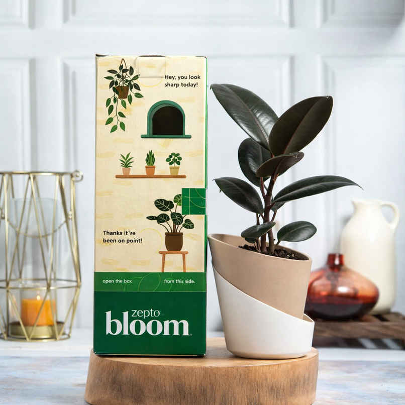 Bloom Rubber Plant | Gifting & Decor Bloom Rubber Plant | Gifting & Decor