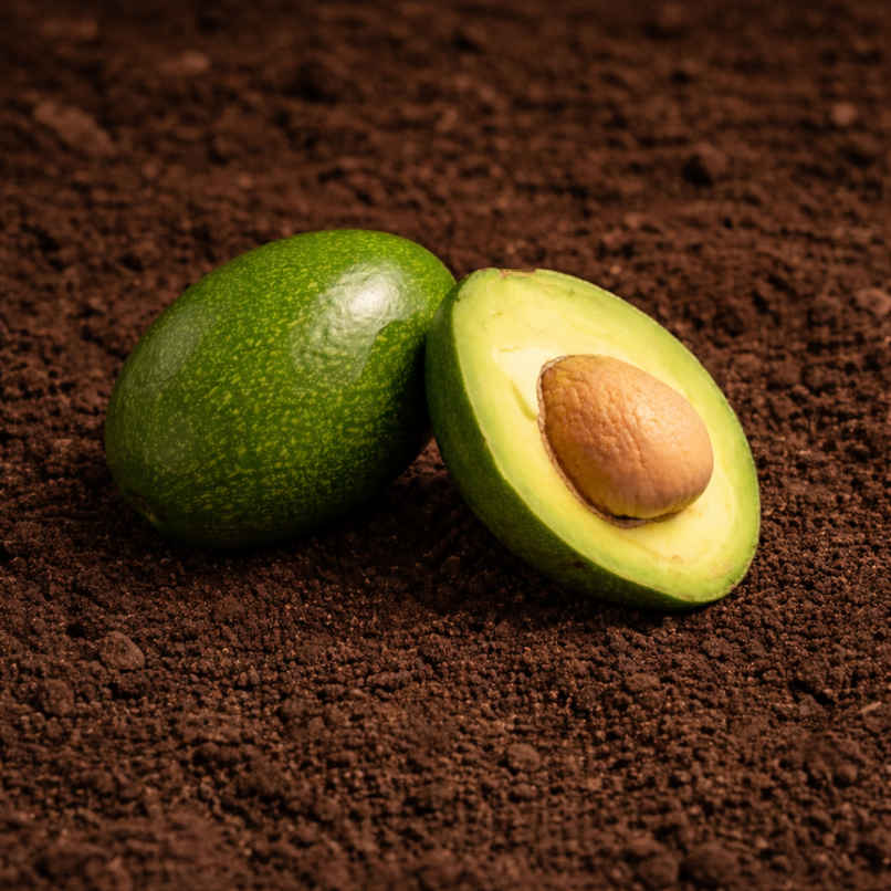 Organically Grown Avocado