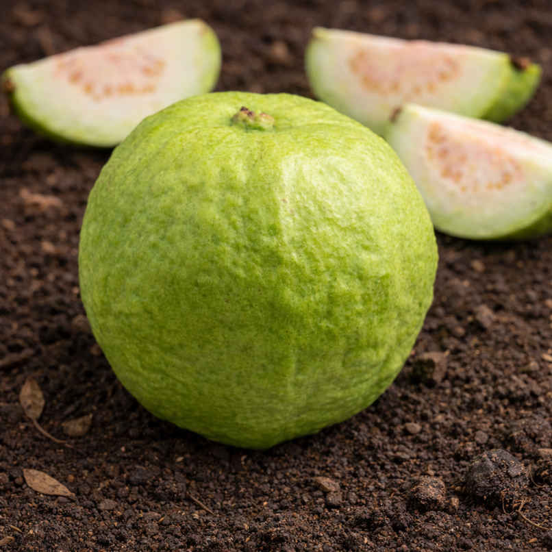 Organically Grown Guava Thai