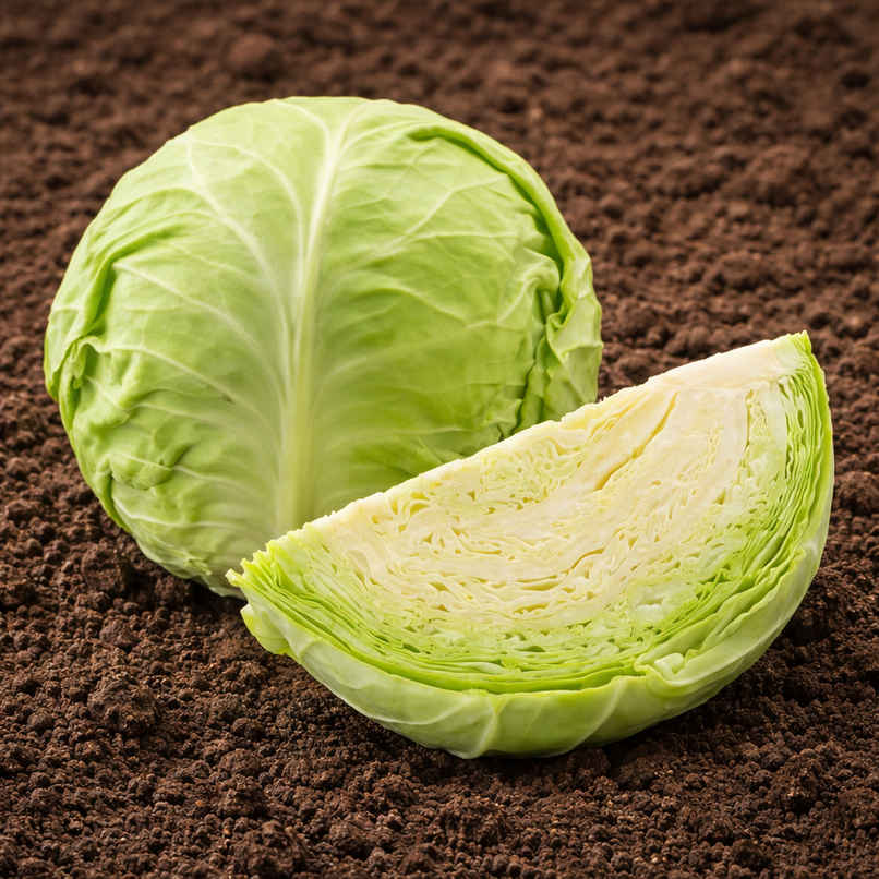 Organically Grown Cabbage