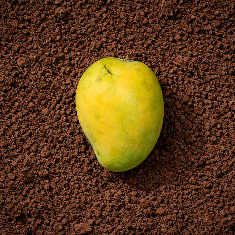 Organically Grown Mango Banganpalli