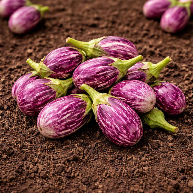 Organically Grown Brinjal Purple Small