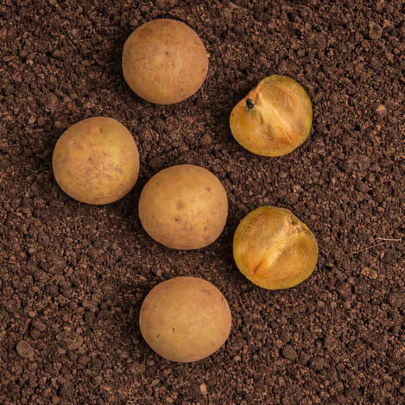 Organically Grown Sapota Organically Grown Sapota