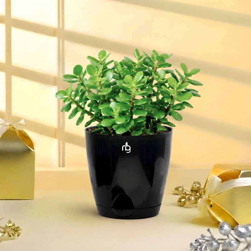 Nurturing Green - Jade Plant in Self Watering Pot (Black, 11.5cm x 11cm) | Lucky Plant Gift Nurturing Green - Jade Plant in Self Watering Pot (Black, 11.5cm x 11cm) | Lucky Plant Gift