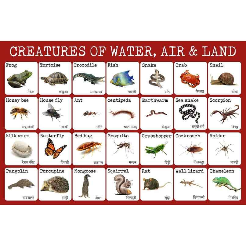 Paper Plane Design Kids Early Learning Educational Poster | Size 12 x 18 Inch | D5