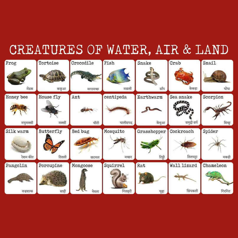 Paper Plane Design Kids Early Learning Educational Poster | Size 12 x 18 Inch | D5