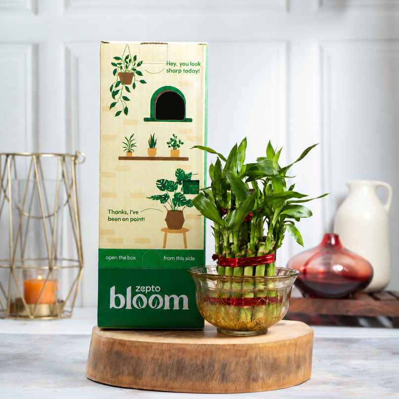 Bloom 2 Layer Lucky Bamboo Plant | Gifting & Decor Bloom 2 Layer Lucky Bamboo Plant | Gifting & Decor