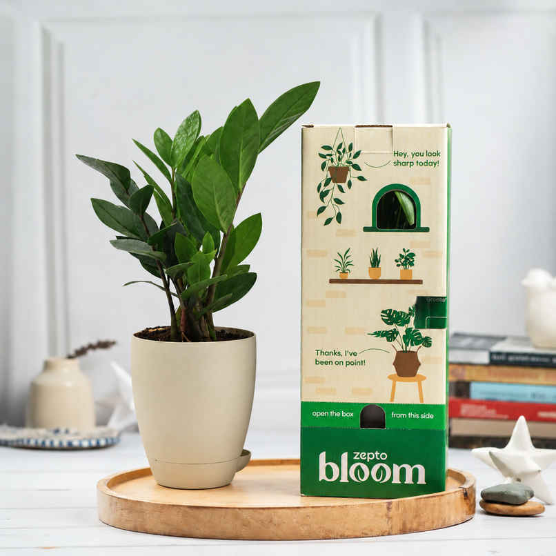 Bloom ZZ Plant | Gifting & Decor Bloom ZZ Plant | Gifting & Decor
