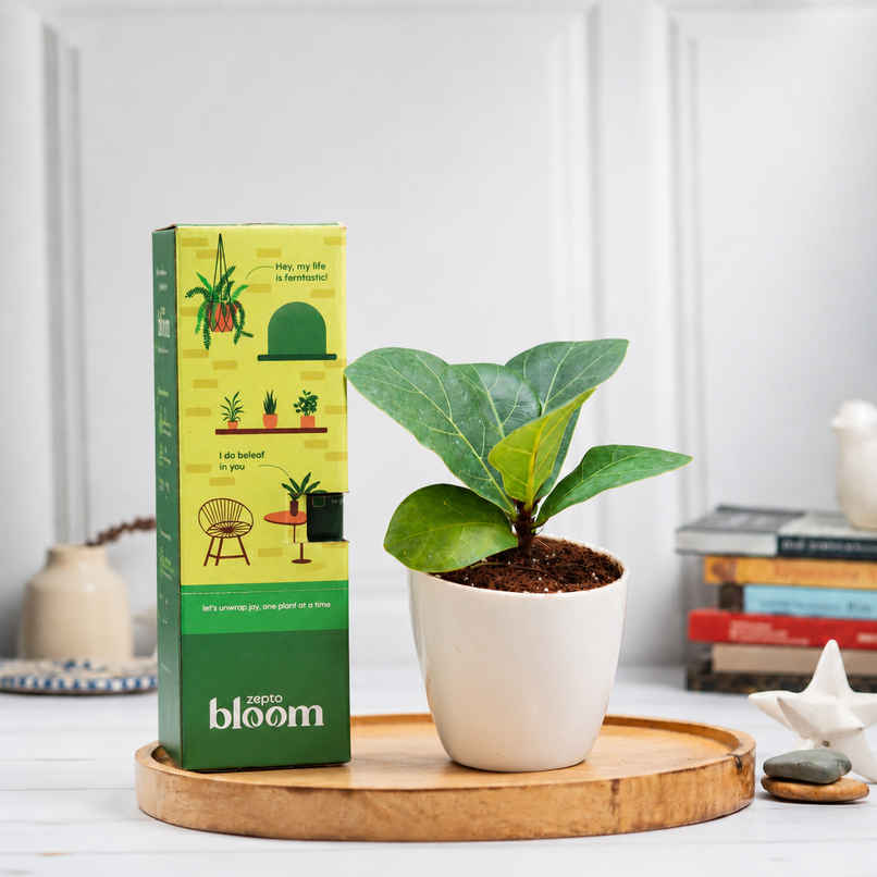 Bloom Baby Fiddle Leaf Fig Plant in Magnet Pot Bloom Baby Fiddle Leaf Fig Plant in Magnet Pot