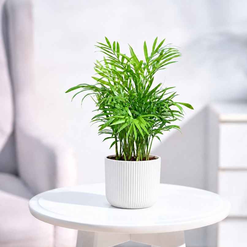 Ugaoo Chamaedorea Plant | Gifting & Decor Ugaoo Chamaedorea Plant | Gifting & Decor