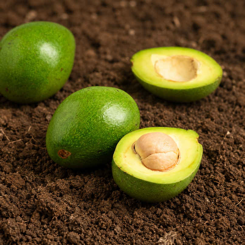 Organically Grown Avocado Organically Grown Avocado