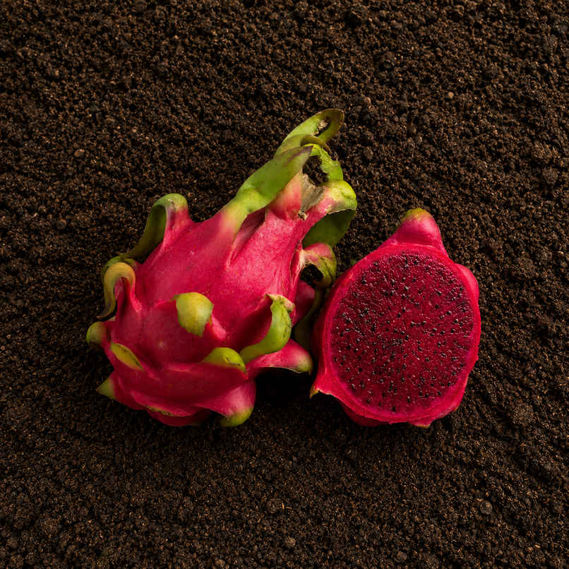 Organically Grown Dragon Fruit Red Organically Grown Dragon Fruit Red