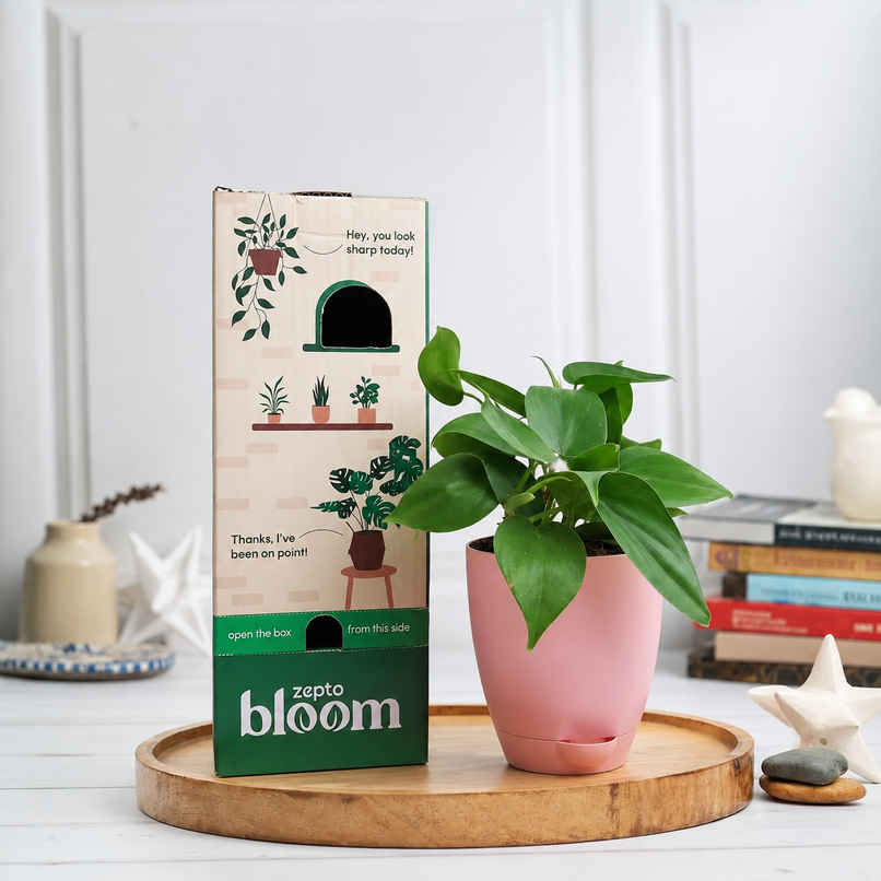 Bloom Air Purifying Oxycardium Plant | Gifting & Decor