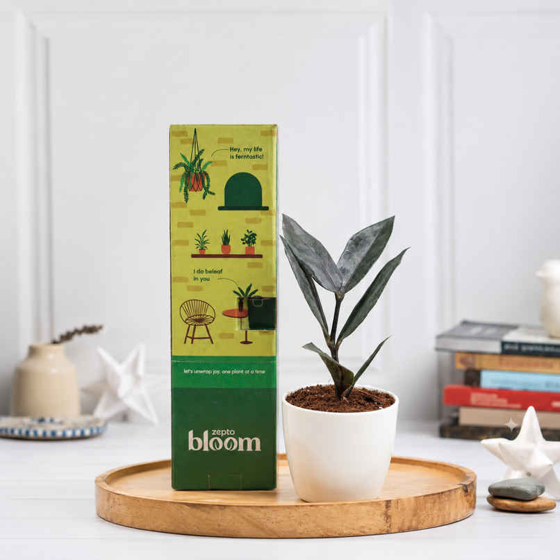 Bloom Baby ZZ Plant in Magnet Pot Bloom Baby ZZ Plant in Magnet Pot