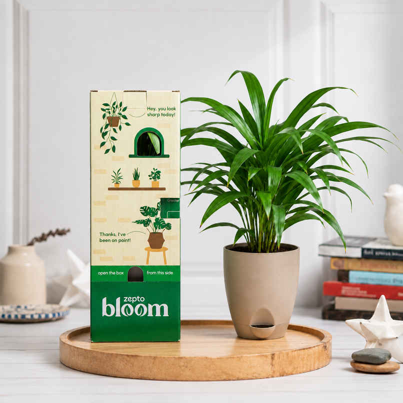 Bloom Air Purifying Areca Palm Plant | Gifting & Decor Bloom Air Purifying Areca Palm Plant | Gifting & Decor