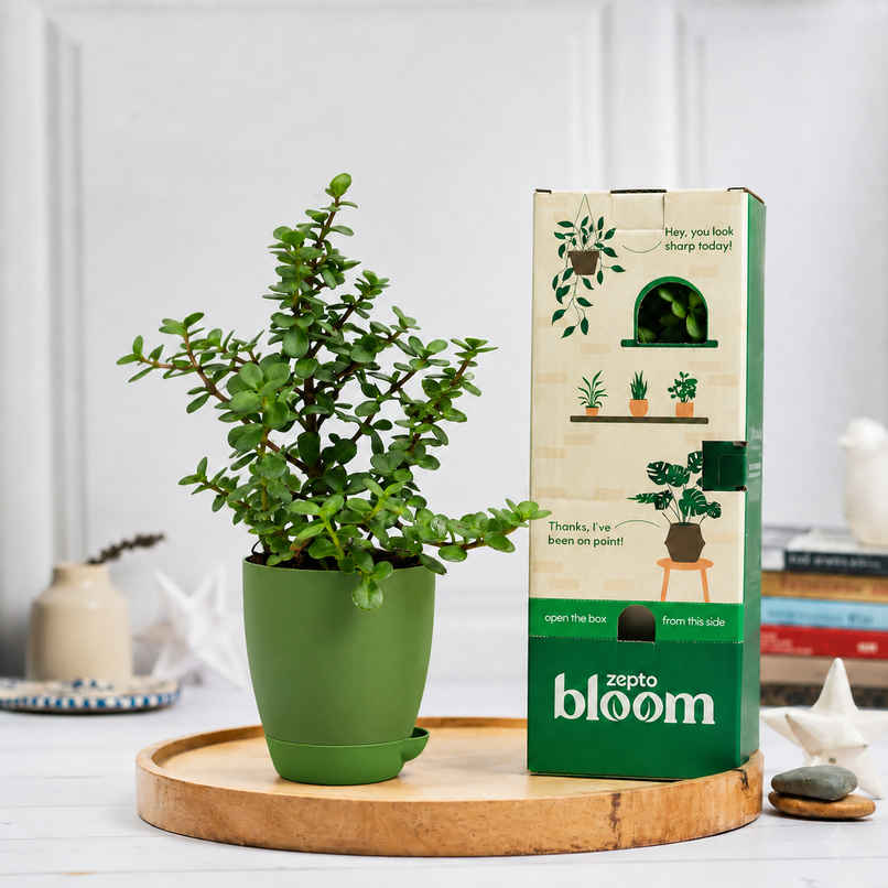 Bloom Auspicious Jade Plant | Gifting & Decor Bloom Auspicious Jade Plant | Gifting & Decor