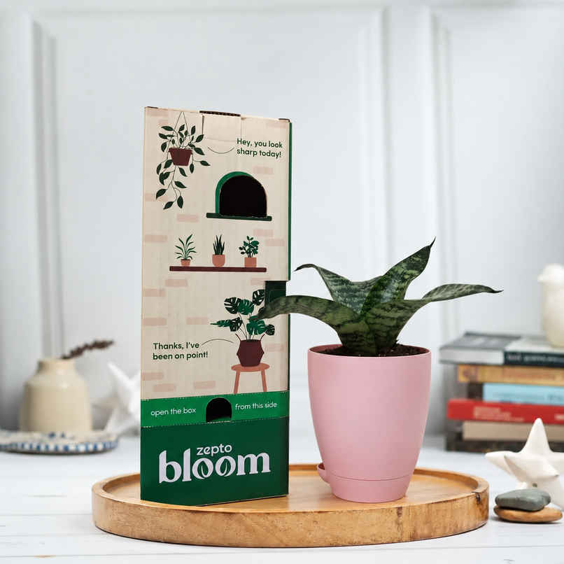 Bloom Air Purifying Snake Plant | Gifting & Decor Bloom Air Purifying Snake Plant | Gifting & Decor