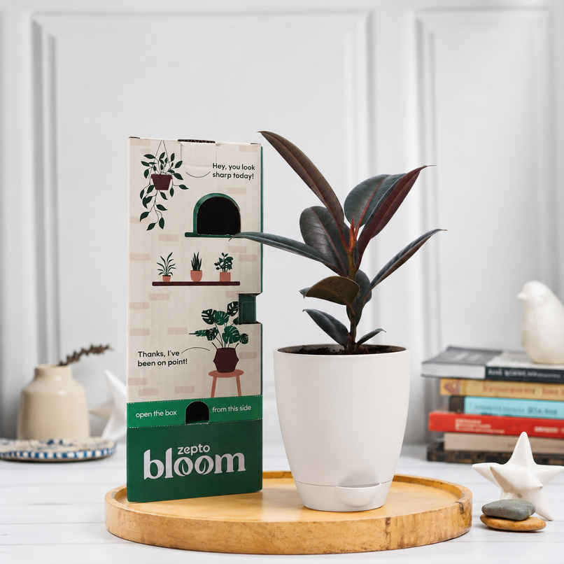 Bloom Rubber Plant | Gifting & Decor Bloom Rubber Plant | Gifting & Decor