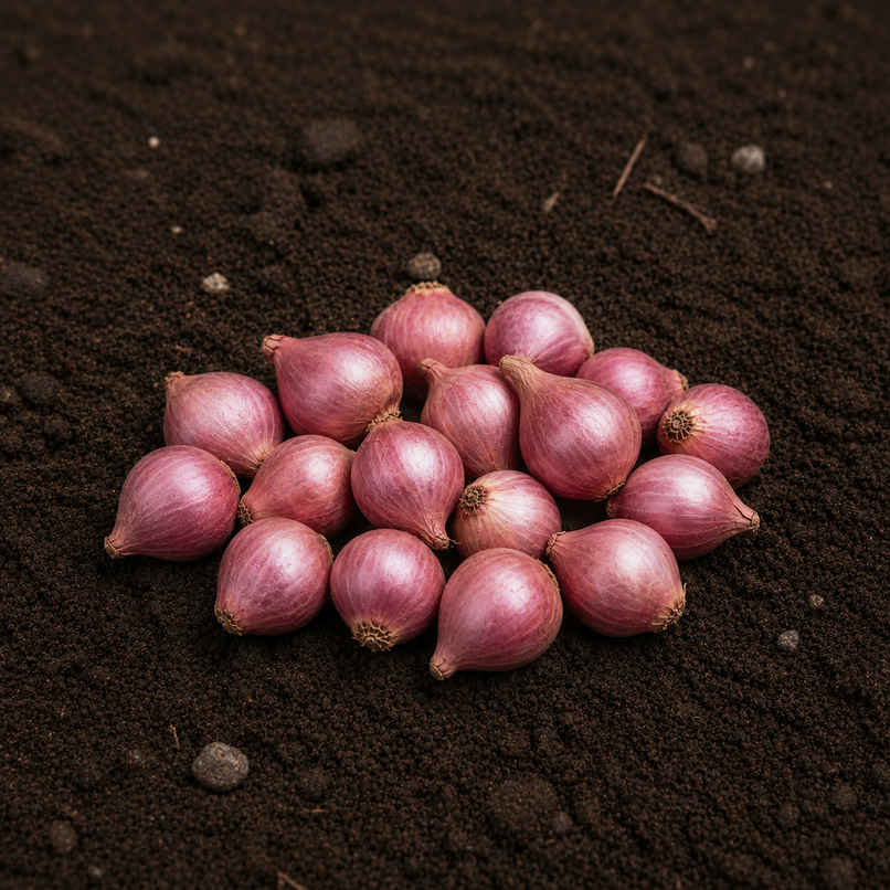 Organically Grown Sambar Onion Organically Grown Sambar Onion