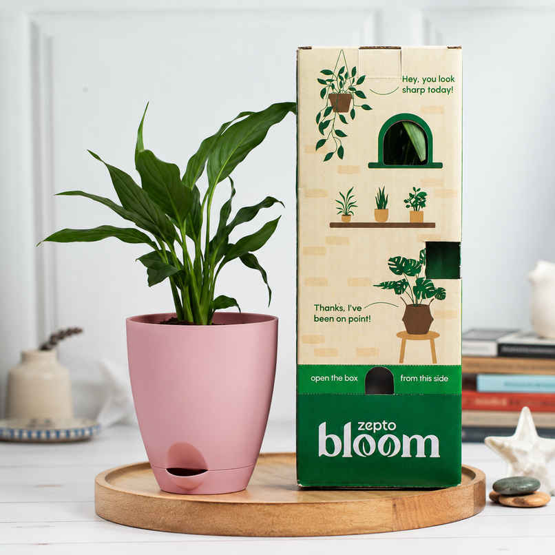 Bloom Air Purifying Peace Lily Plant | Gifting & Decor Bloom Air Purifying Peace Lily Plant | Gifting & Decor