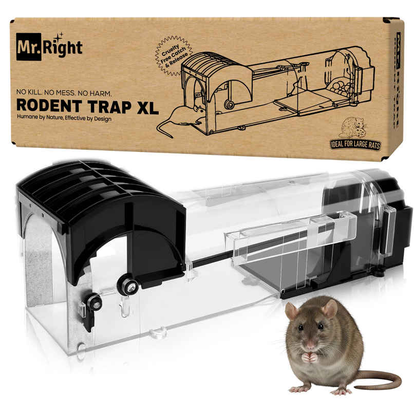 Mr. Right Rat Trap