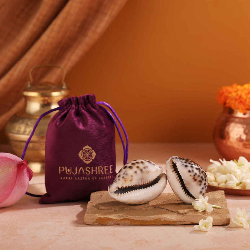 Lakshmi Kauri (Cowrie Shell) | Symbol of Maa Lakshmi | Pujashree