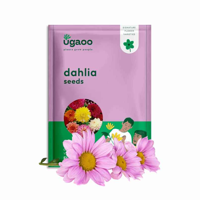 Ugaoo Dahlia