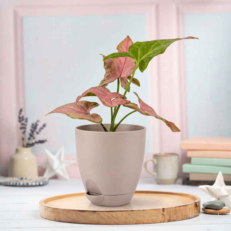 Bloom Pink Syngonium Plant | Gifting & Decor