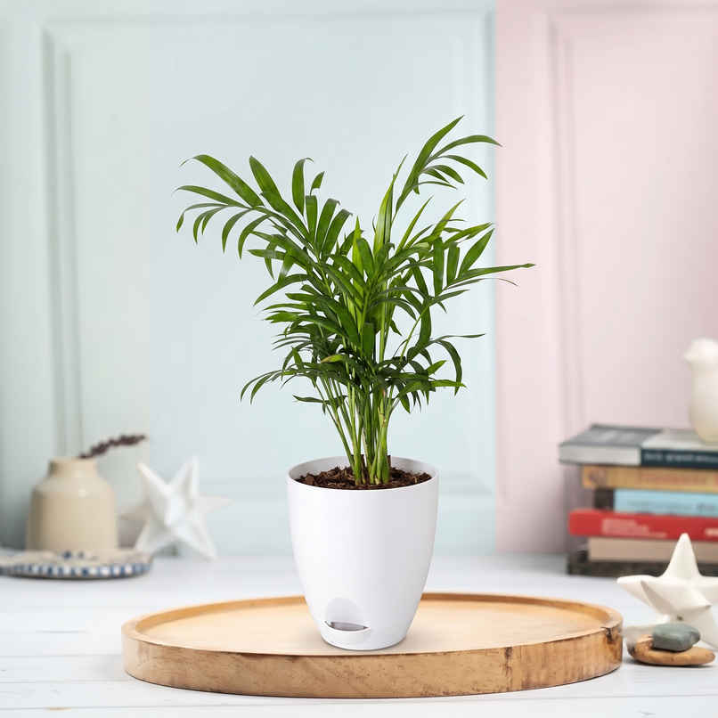 Bloom Chamaedorea Plant | Gifting & Decor Bloom Chamaedorea Plant | Gifting & Decor