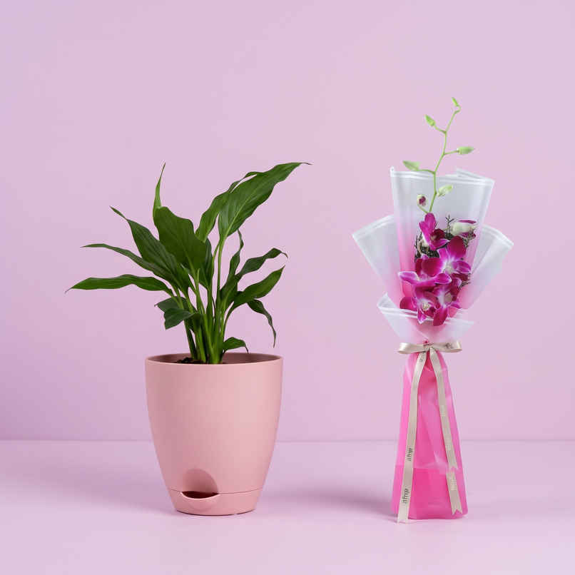Bloom Air Purifying Peace Lily Plant | Gifting & Decor (1pc) & Fnp Single Purple Orchid Bouquet | Gifting (1pc) Combo