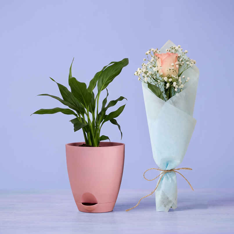 Bloom Air Purifying Peace Lily Plant | Gifting & Decor (1pc) & The Flora Single Pink Rose Bouquet (1pc) Combo