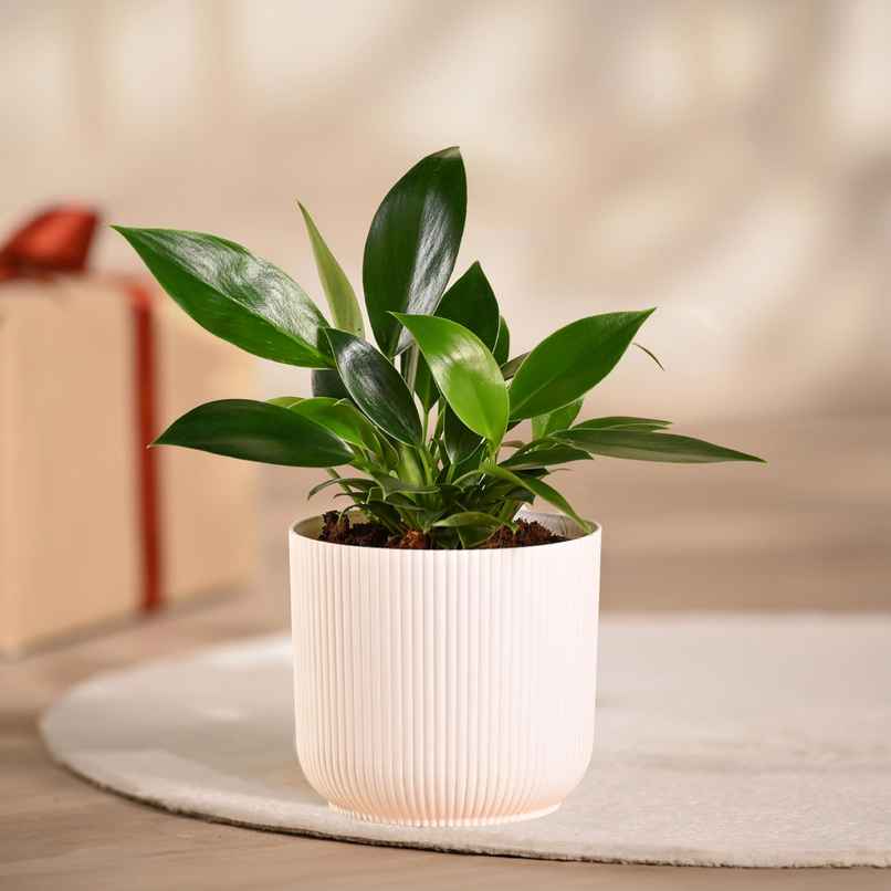 Ugaoo Philodendron Birkin Plant | Gifting & Decor Ugaoo Philodendron Birkin Plant | Gifting & Decor