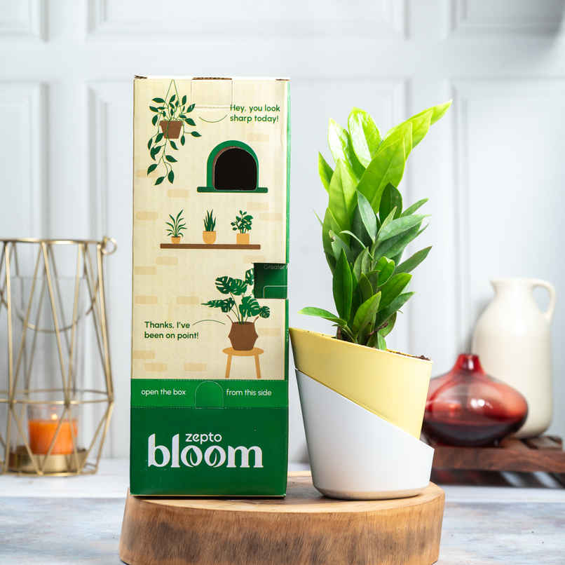 Bloom ZZ Plant | Low Maintenance