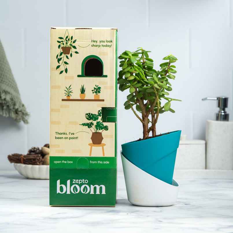 Bloom Auspicious Jade Plant