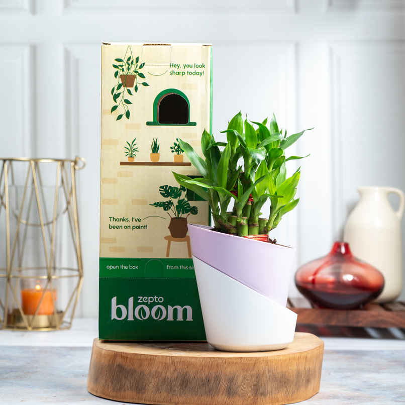 Bloom 2 Layer Lucky Bamboo Plant | Gifting & Decor