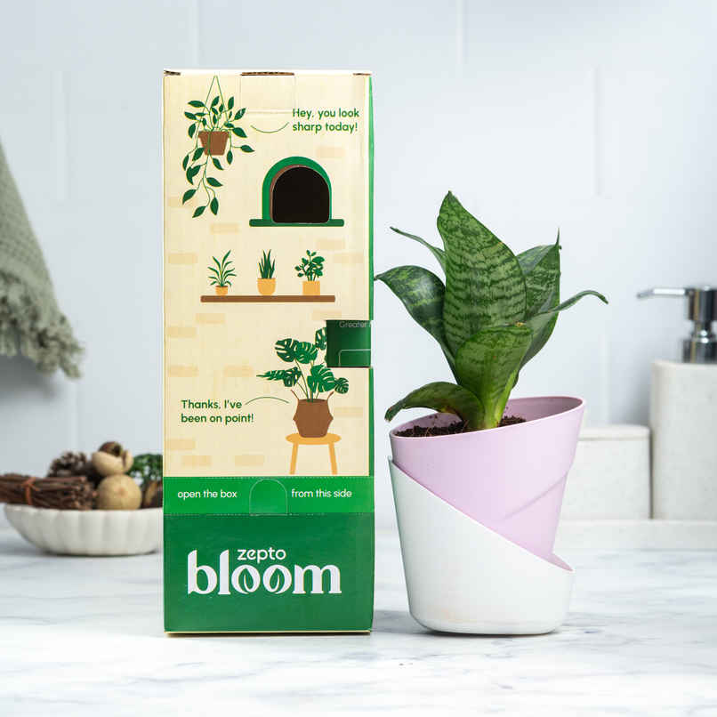 Bloom Air Purifying Snake Plant | Gifting & Decor