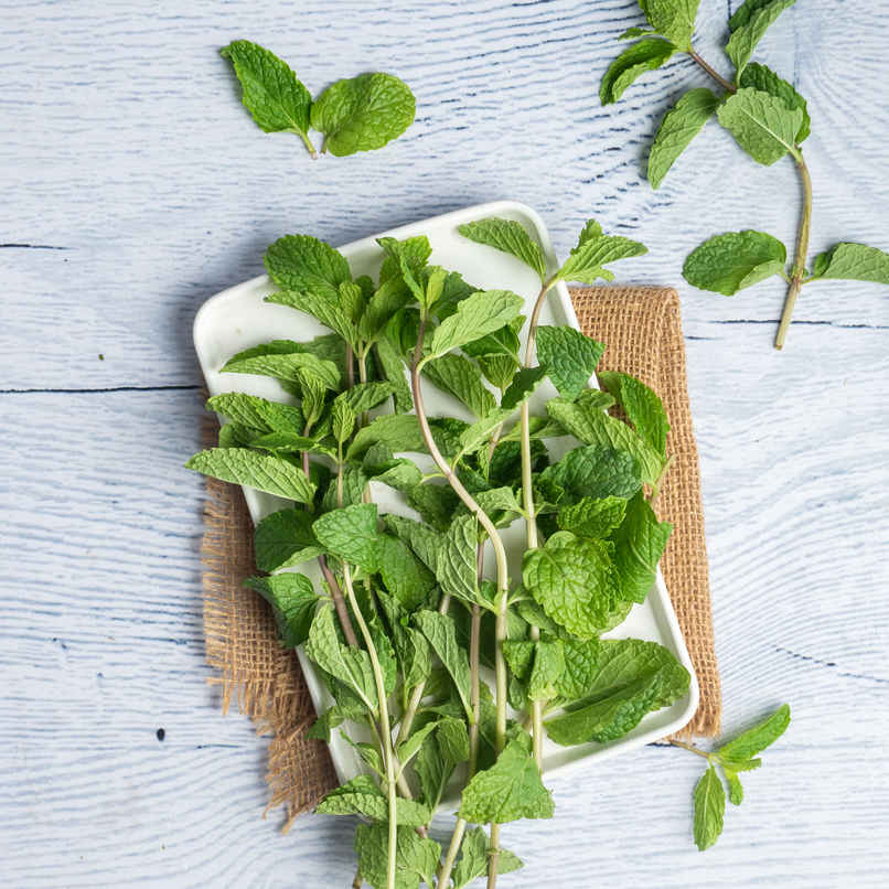 Mint Leaves