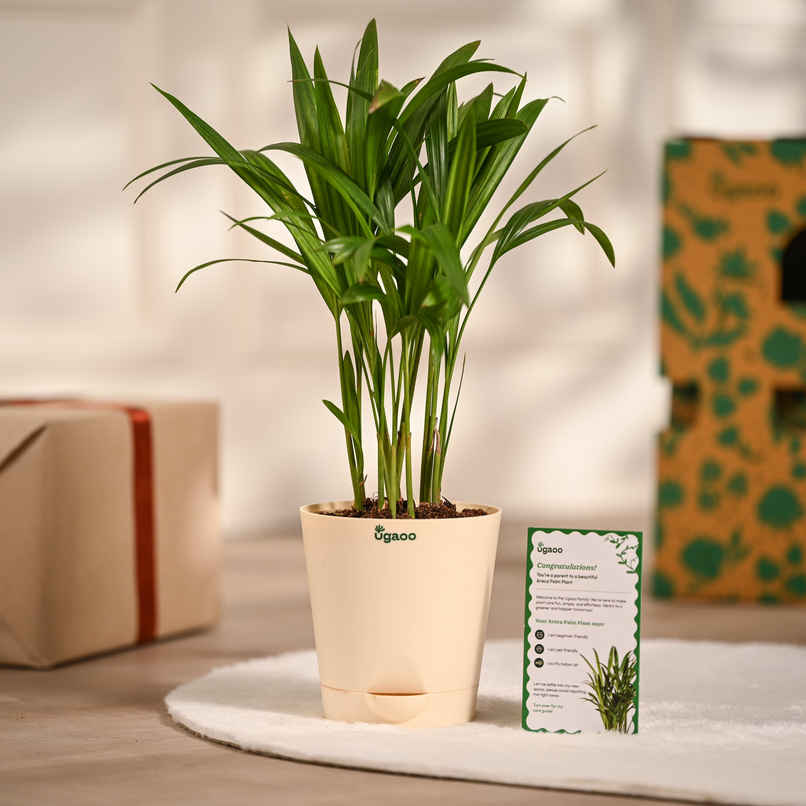 Ugaoo Areca Palm Plant with Self Watering Pot | Gifting & Decor Ugaoo Areca Palm Plant with Self Watering Pot | Gifting & Decor