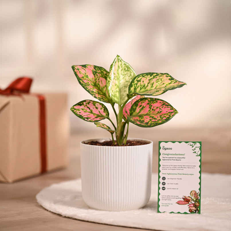 Ugaoo Aglaonema Pink Beauty Plant In Ibiza Pot | Gifting & Decor Ugaoo Aglaonema Pink Beauty Plant In Ibiza Pot | Gifting & Decor