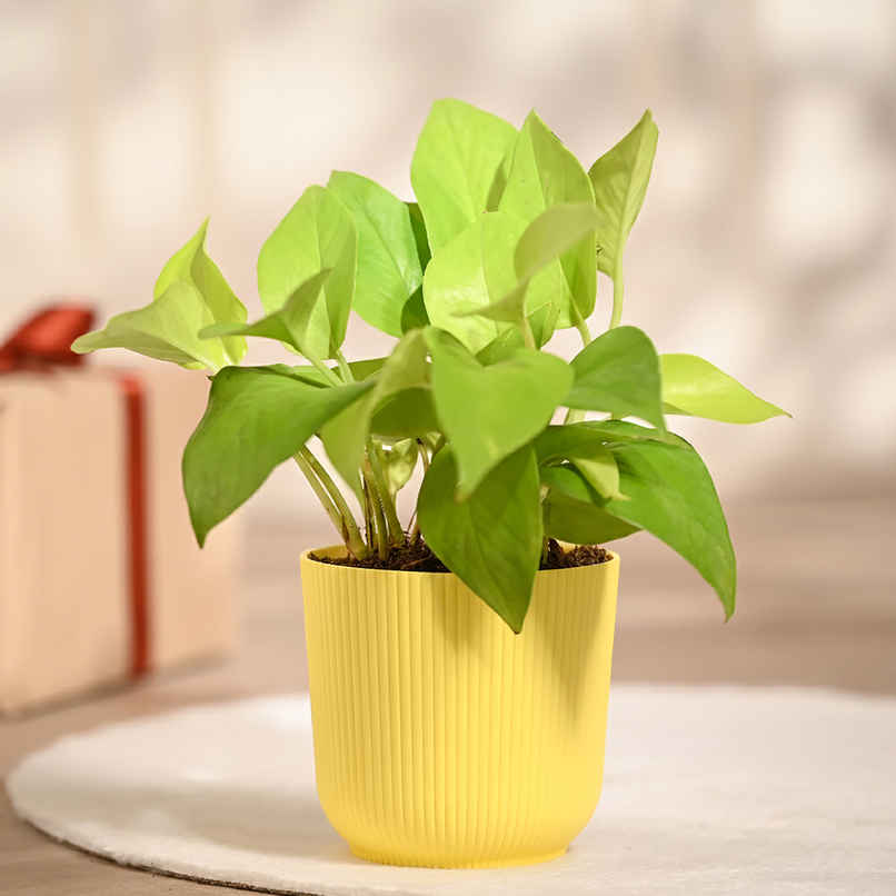 Ugaoo Money Plant Golden in Yellow Ibiza Pot