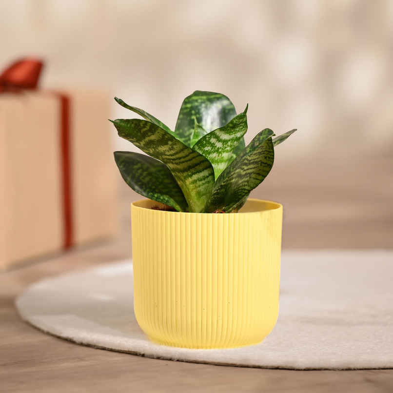 Ugaoo Snake green with yellow Ibiza Pot | Gifting & Decor Ugaoo Snake green with yellow Ibiza Pot | Gifting & Decor