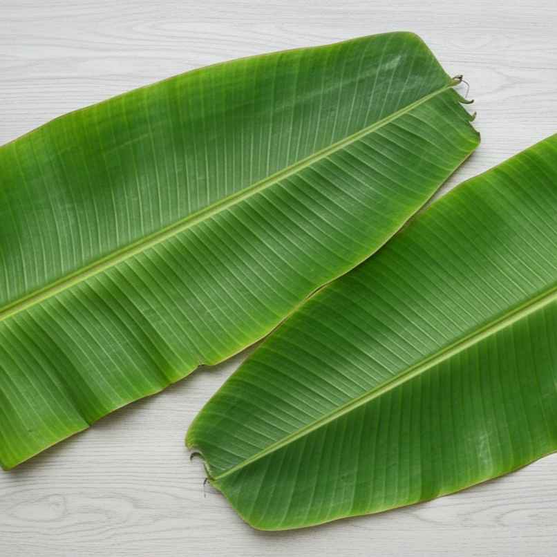 Banana Leaves