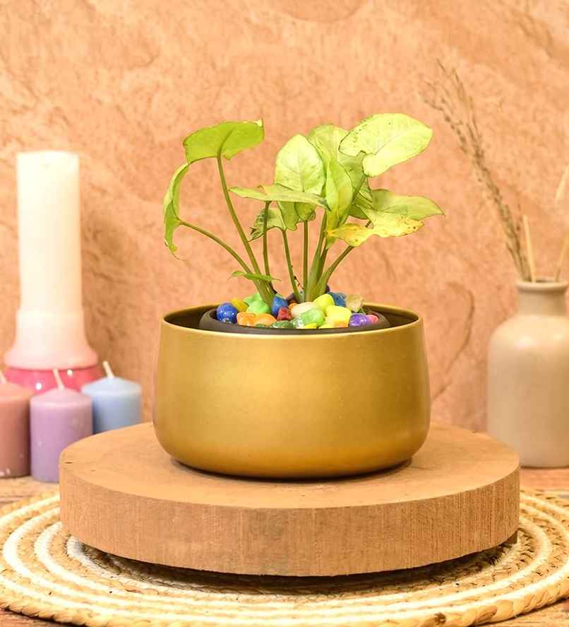 CasaCraft Pepperfry Tanner Gold Iron Planter Pot Round Decorative Rust-Resistant for Indoor Plants CasaCraft Pepperfry Tanner Gold Iron Planter Pot Round Decorative Rust-Resistant for Indoor Plants
