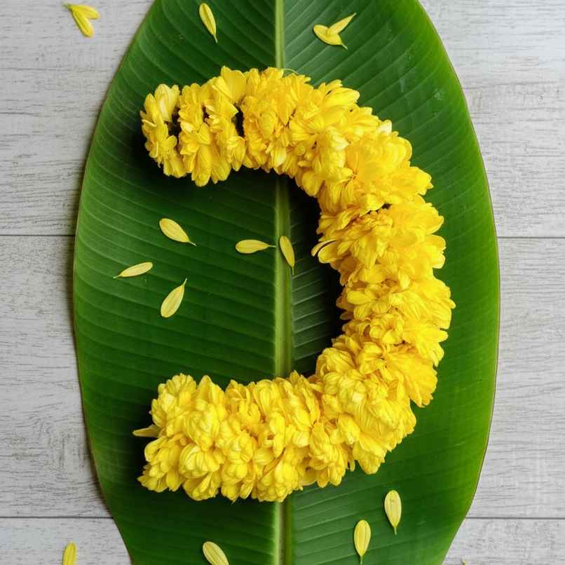 Chrysanthemum Flower String Chrysanthemum Flower String