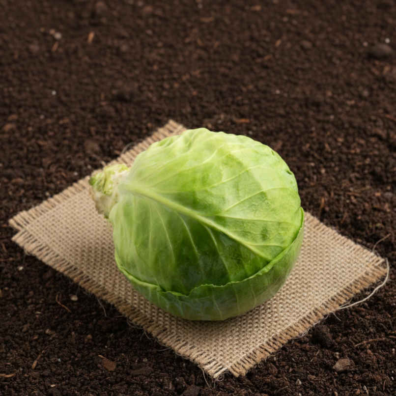 Organically Grown Cabbage
